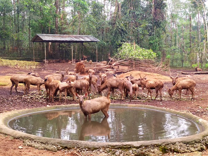 Kodanand Elephant Training Centre Ernakulam Entry details